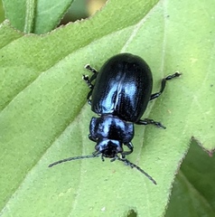 Chrysolina aurichalcea