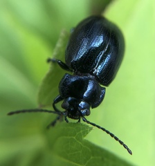 Chrysolina aurichalcea