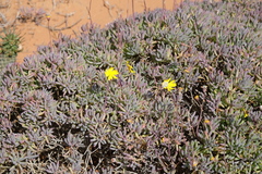 Othonninae