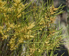 Acacia mucronata longifolia