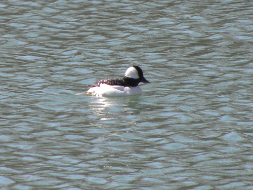 Bufflehead photographed in Nebraska