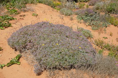 Othonninae