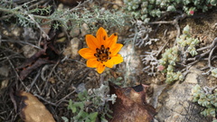 Gazania lanata