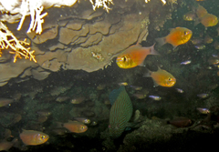 Cephalopholis formosa