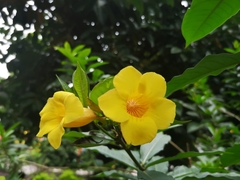 Allamanda schottii