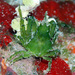 One-horned Spider Crab - Photo (c) uwkwaj, some rights reserved (CC BY-NC), uploaded by uwkwaj