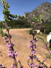 Erica parviflora