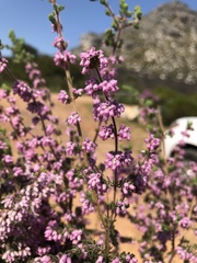 Erica parviflora