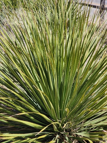Dasylirion leiophyllum