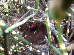 Latrodectus thoracicus