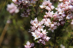 Boronia pilosa