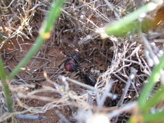 Latrodectus thoracicus