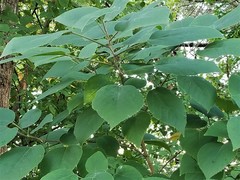 Broussonetia papyrifera