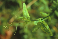 Rorippa divaricata