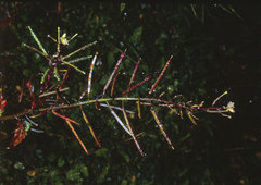 Rorippa divaricata