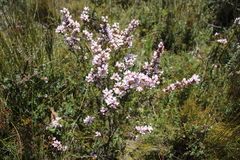 Boronia pilosa