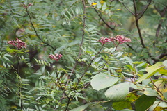 Zanthoxylum schinifolium