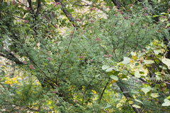 Zanthoxylum schinifolium