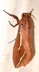 Abantiades argyrosticha