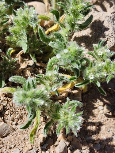 Mexican cryptantha