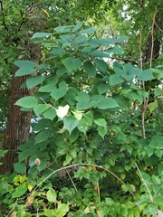 Broussonetia papyrifera