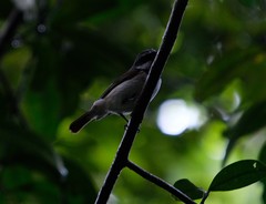 Calicalicus madagascariensis