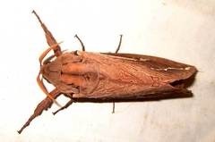 Abantiades argyrosticha