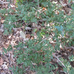 Berberis swaseyi