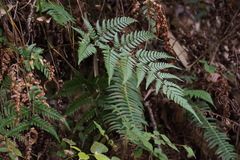 Dryopteris pacifica
