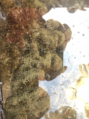 Stichodactyla gigantea