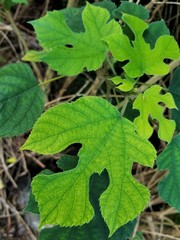 Broussonetia papyrifera