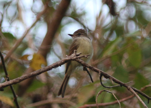Flammulated Flycatcher (Ramphotrigon flammulatum), photo 4