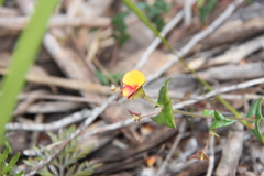 Platylobium triangulare