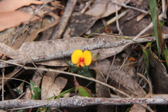 Platylobium triangulare