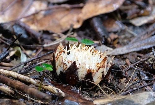 Thonningia alba