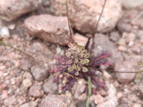 Image of Teesdalia coronopifolia by (c) Augustin Soulard, some rights reserved (CC BY)