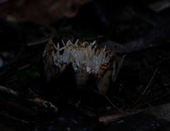 Langsdorffia