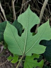 Broussonetia papyrifera