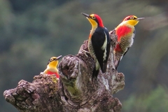 Melanerpes flavifrons