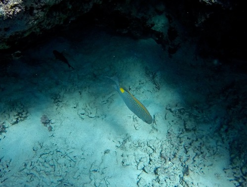 Siganus guttatus