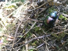 Trypocopris vernalis