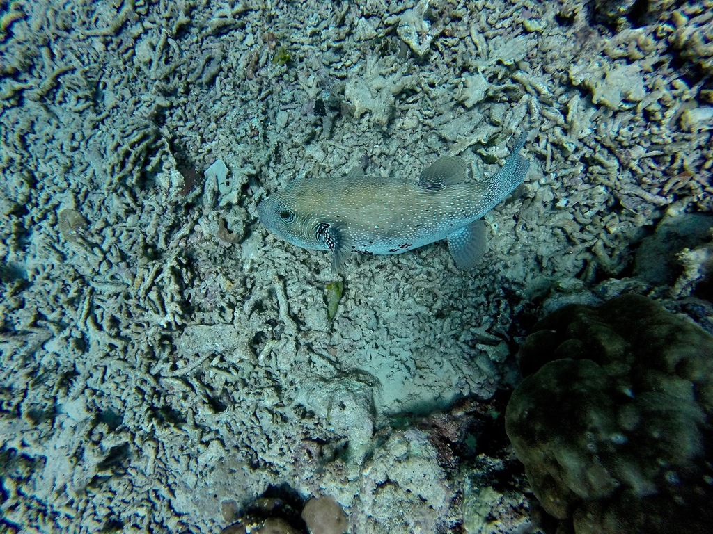 Blue-spotted Puffer