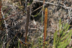 Drosera murfetii