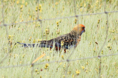 Platycercus elegans adelaidae