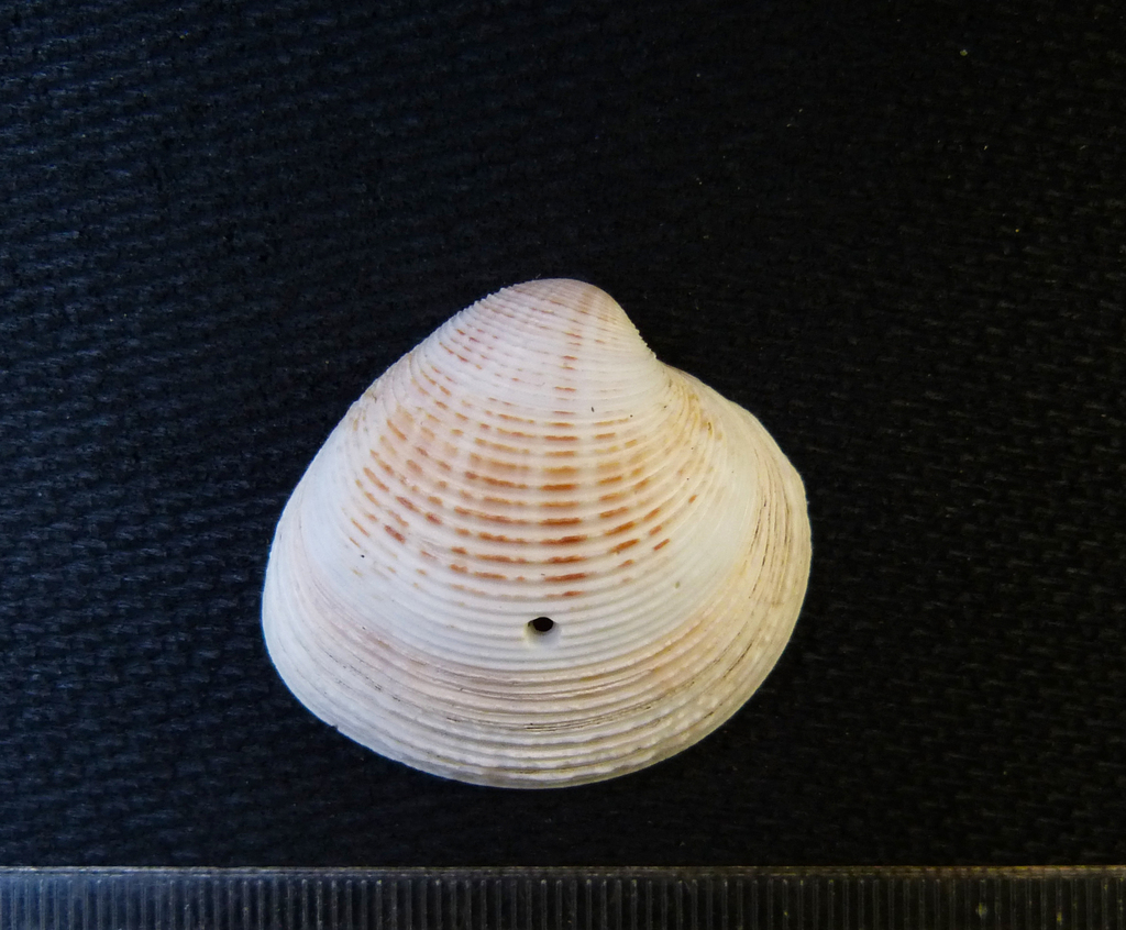 Lamelliconcha alternata