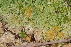 Sphagnum cristatum