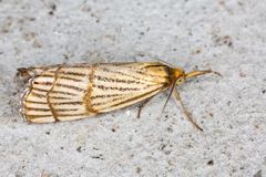 Chrysocrambus linetella