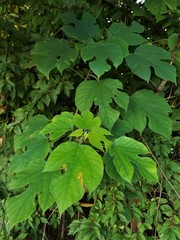 Broussonetia papyrifera
