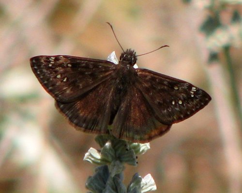Horace's Duskywing, photo 4 of 7
