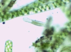 Lepidodermella squamata